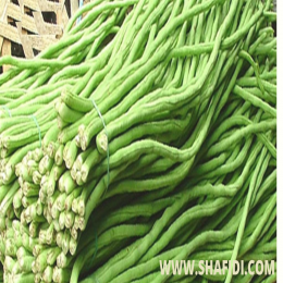 SBJEI-FRESH GREEN YARD LONG BEAN